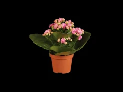 Gekleurde kalanchoe