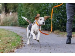 Halsband met lijn