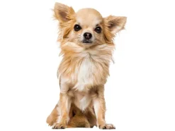 Hondentuigje Supersoft