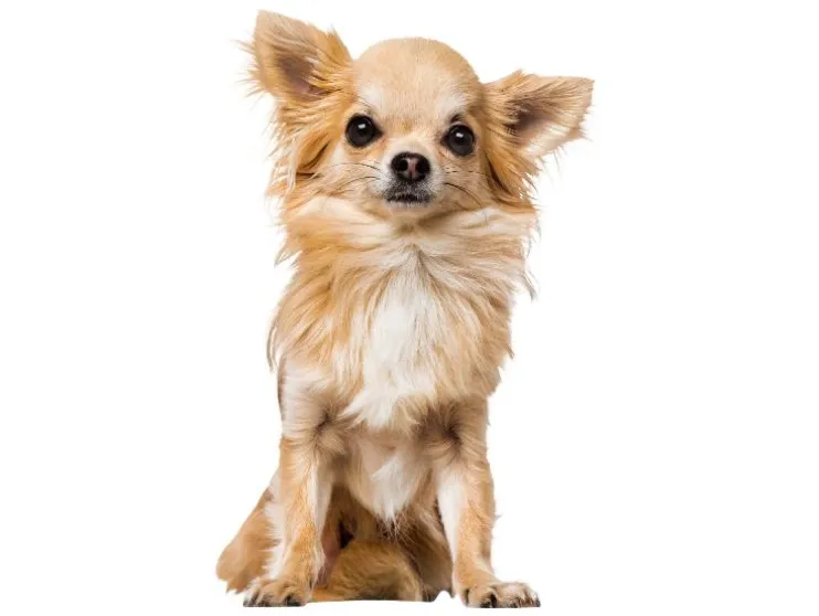 Hondentuigje Supersoft