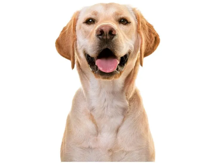 Hondentuigje Supersoft