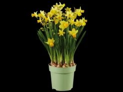 Kleurrijke bloembollenmix