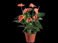 Oranje bloeiende kamerplant